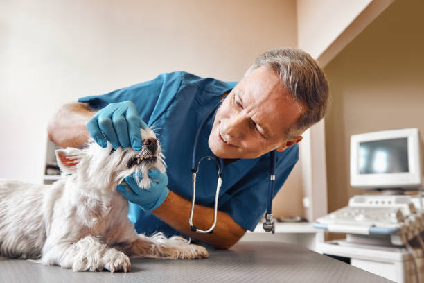 Best Emergency Treatment for Dental Infections or Abscesses in Lake Shore, MD